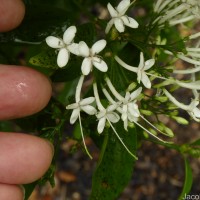 Pavetta indica L.